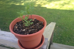 5 Simple Tips to Green Your Backyard