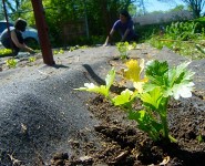 Nashville Urban Harvest