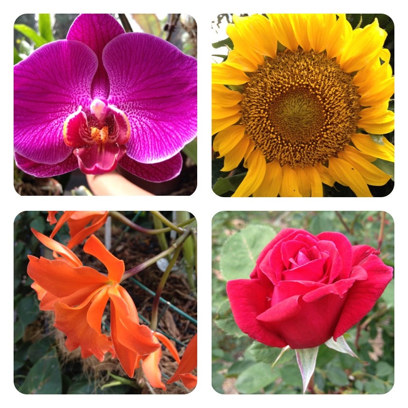 Flowers at the Biltmore Conservatory Flowers at the Biltmore Conservatory